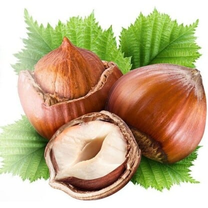 Capella Hazelnut V2