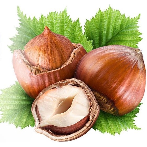 Capella Hazelnut V2