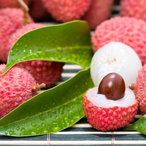 Lychee The Flavor Apprentice Concentrate