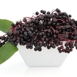 The Flavor Apprentice - Elderberry